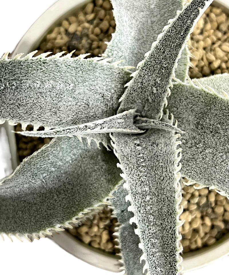 【極斑】dyckia satith 斑入り Dyckia 'Satith' . 斑入りは華やか‼️ いつかウチでも実生から出ると