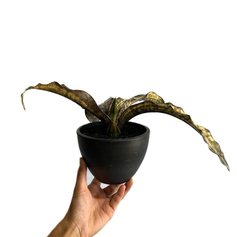 サンセベリア キルキー コパトーン 斑入「Sansevieria Kirkii var. pu...