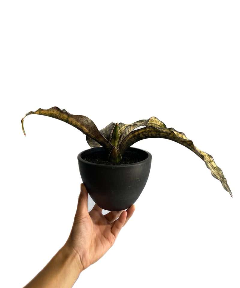 サンセベリア キルキー コパトーン 斑入「Sansevieria Kirkii var. pu
