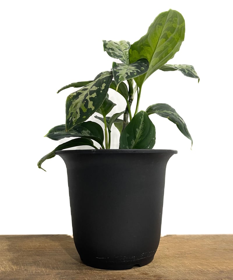 Aglaonema Pictum Tricolor アグラオネマ　アンダマン Aglaonema pictum var. tricolor アンダマン諸島 ポートブレア
