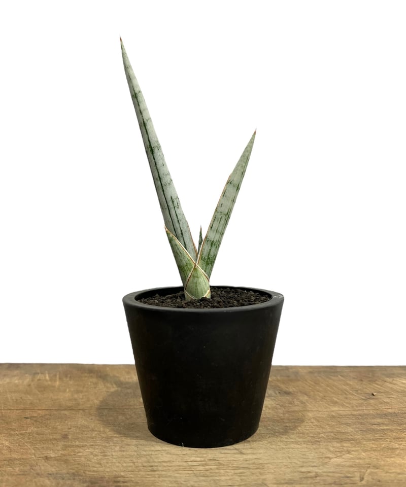 サンセベリア トライデント 「Sansevieria Trident (by Adisak)