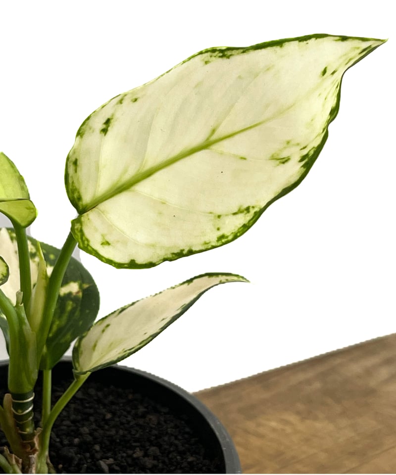 アグラオネマ アンヤマニー ホワイト「Aglaonema Unyamanee アグラオネマ アンヤマニー ホワイト「Aglaonema Unyamanee