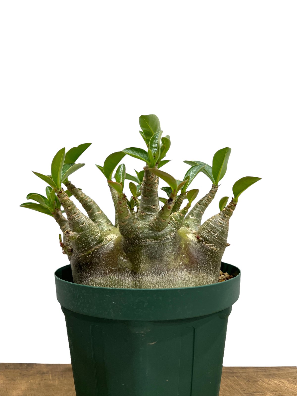 EMP アデニウム アラビカム ドワーフ ブラック / AD14 EMP アデニウム アラビカム ドワーフ ブラック / AD14 アデニウム