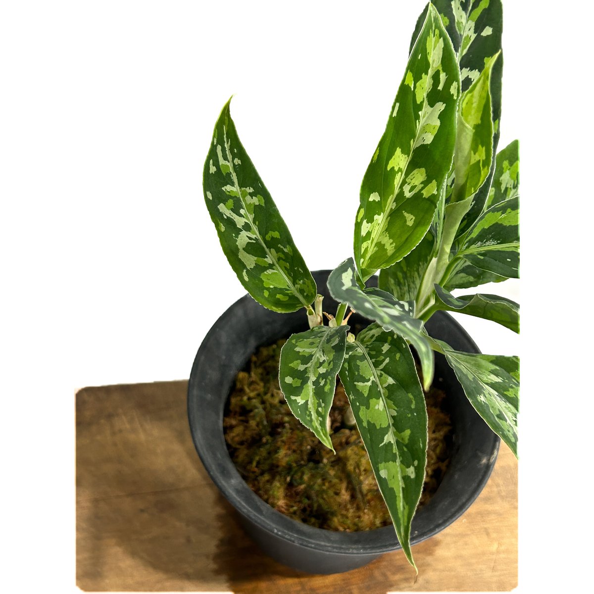 アグラオネマ ピクタム トリカラー「Aglaonema pictum tricolor