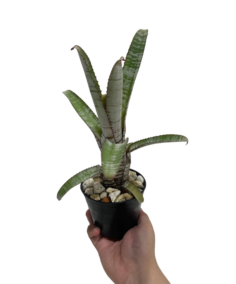 エクメア ヌディカウリス アクアリス 「Aechmea nudicaulis var