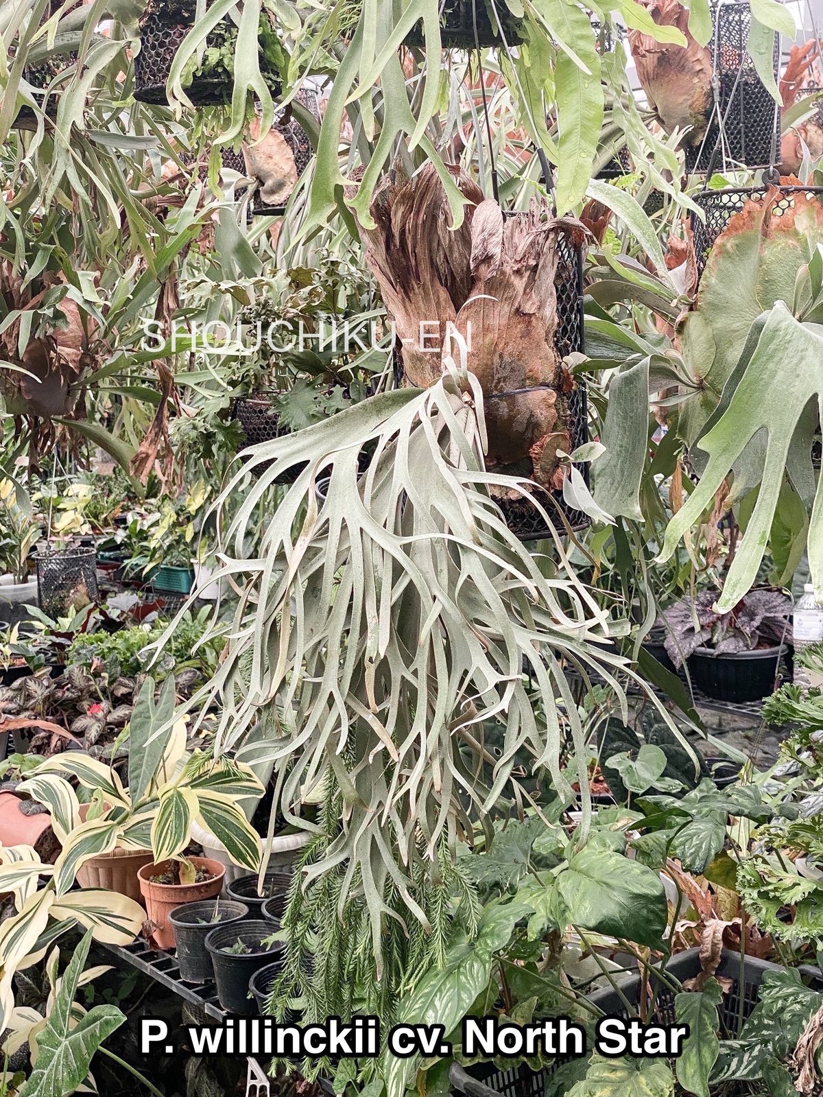 ビカクシダ ウィリンキー cv. ノース スター スポアリング セレクト「P