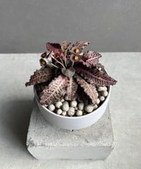 d*u様 ザミオクルカス　ブラックピンク The most beautiful ZZplant ザミオクルカス ブラック ピンク