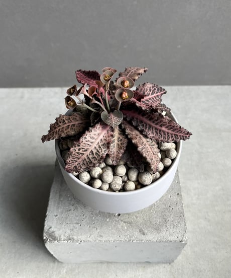 CATEGORY 価格 | SHOUCHIKUEN