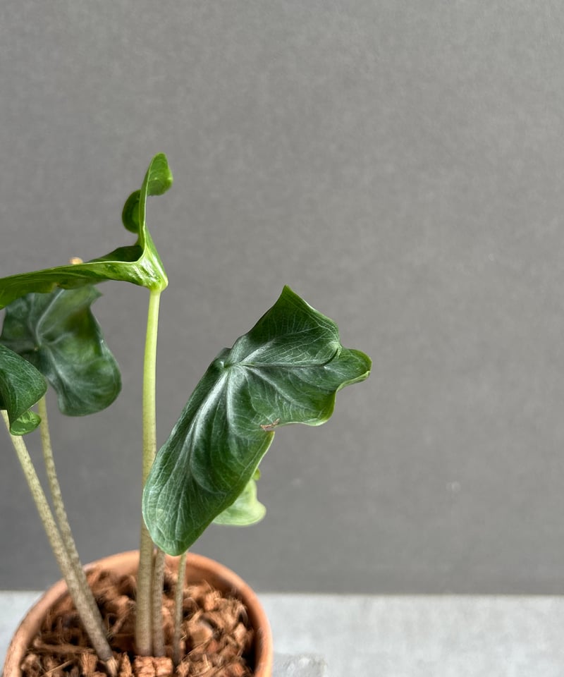 アロカシア フラミンゴ “変異種”+terracotta pot 「Alocasia Flam