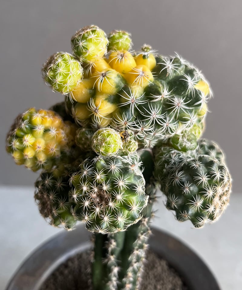 2連サボテン ブカレンシス Mammillaria Bucareliensis 6寸 サボテン | SABOTEN