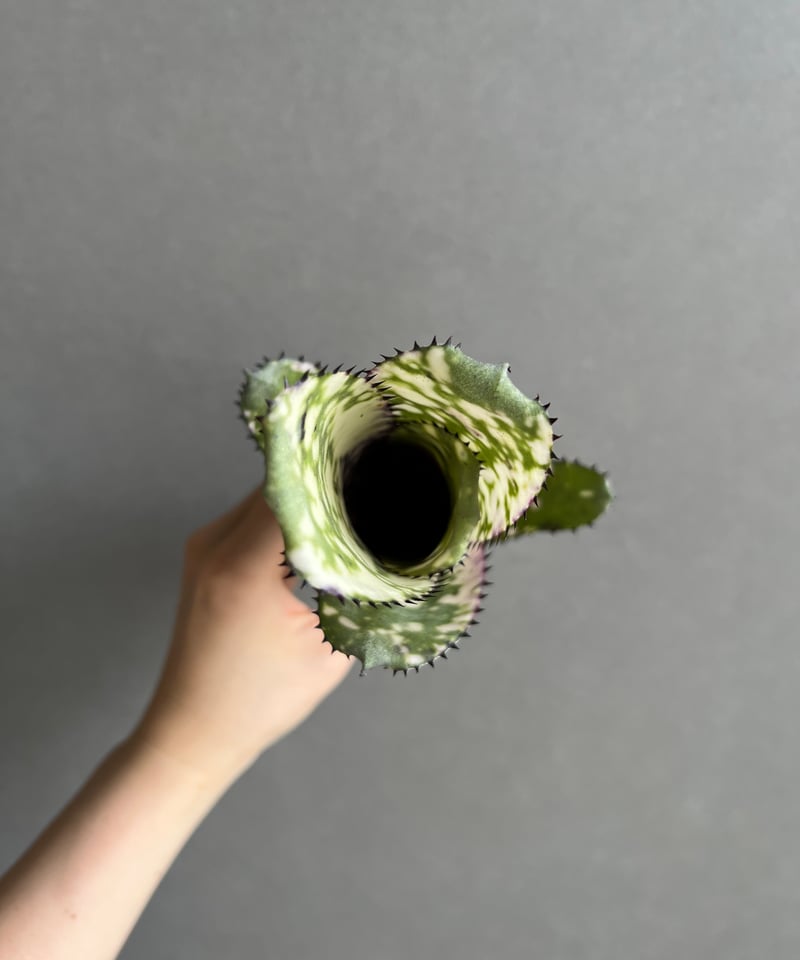 ビルベルギア コラン マーブル シャーク 「Billbergia Kolan Marble S