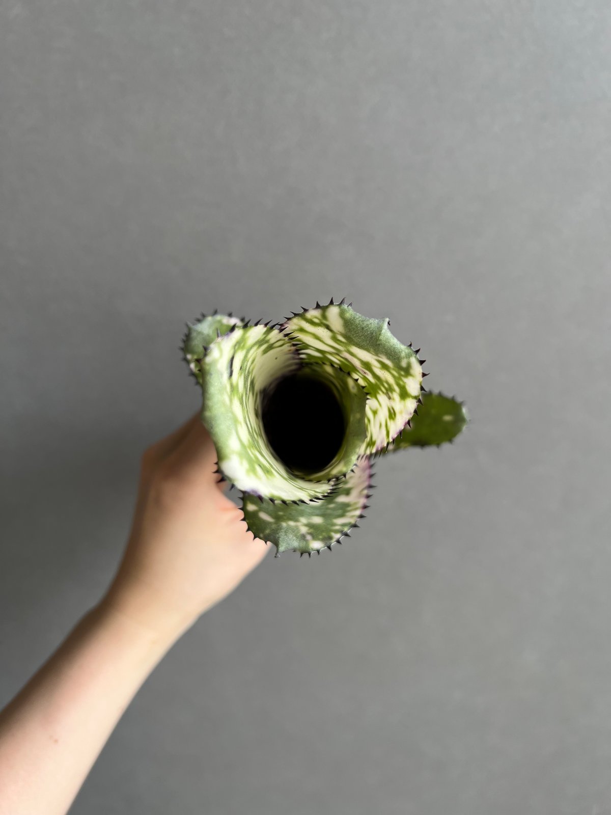 ビルベルギア 「マーブルシャークkolan marble shark」 ビルベルギア コーラン マーブル シャーク | GREEN LUCK