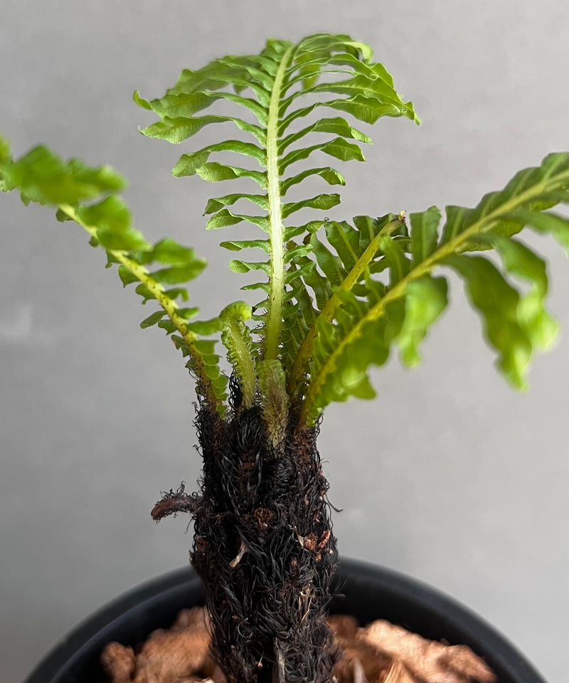 ブレクナム ギッバム ドワーフ 「Blechnum gibbum Dwarf 」21F | S