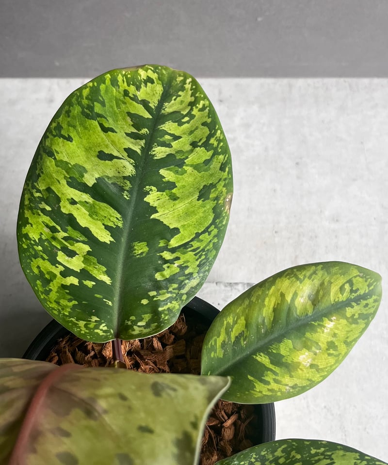 ホマロメナ ワリシー カモフラージュ＋クロコダイルファーン＋ジャックリン ホマロメナ ワリシー カモフラージュ＋クロコダイルファーン＋