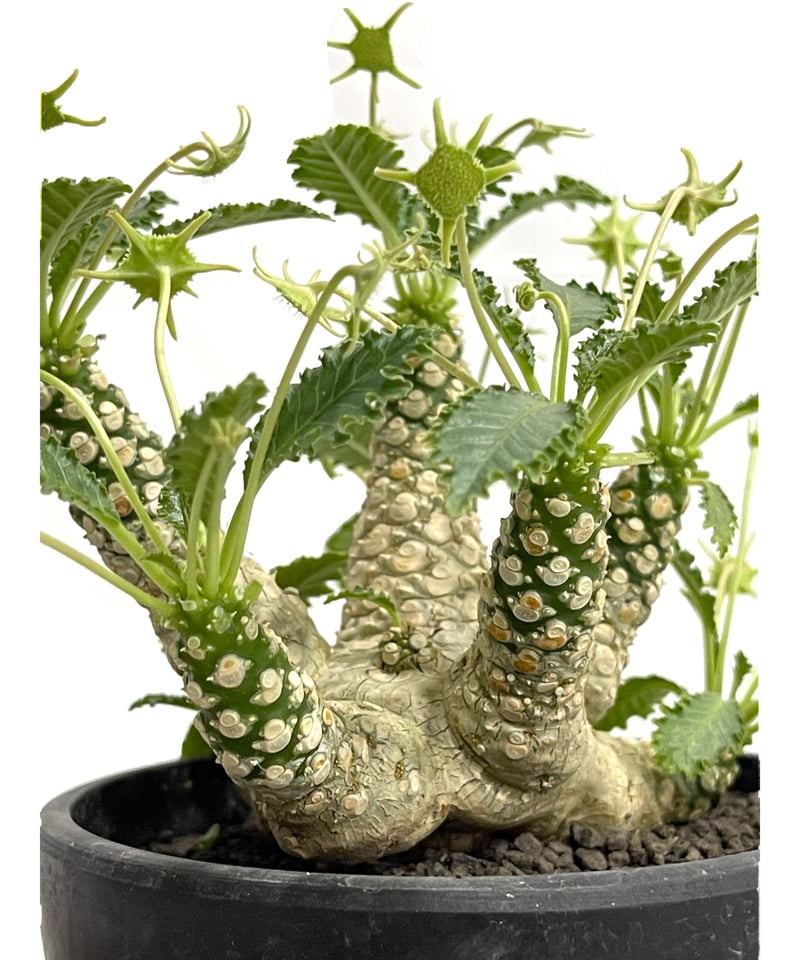 ドルステニア ホルウッディ 多頭タイプ 「Dorstenia horwoodii」8/10 |