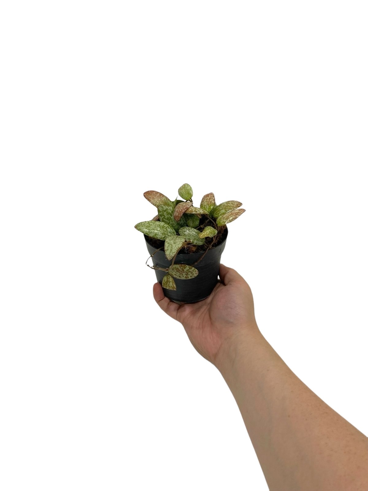 ホヤ シギラティス シルバー ボルネオ 「Hoya sigilatis Silver Bor