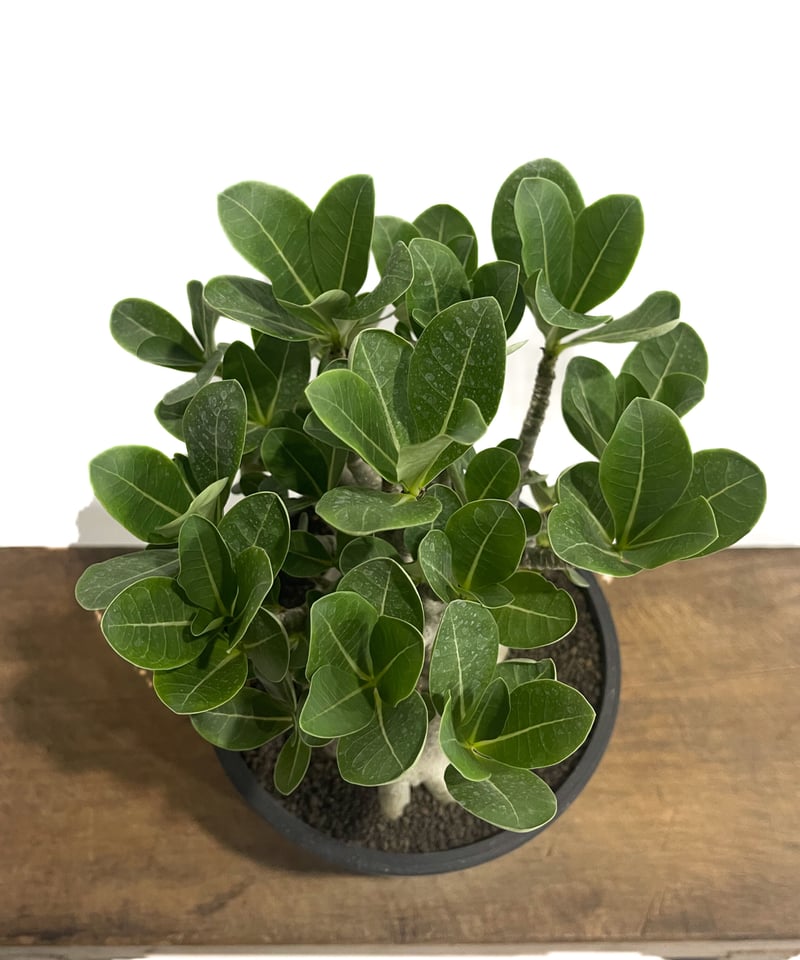 アデニウム アラビカム ドワーフ タイプ「Adenium arabicum dwarf ty