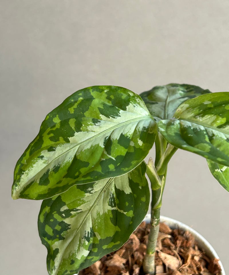 アグラオネマ ピクタム トリカラー + ground「Aglaonema pictum tri
