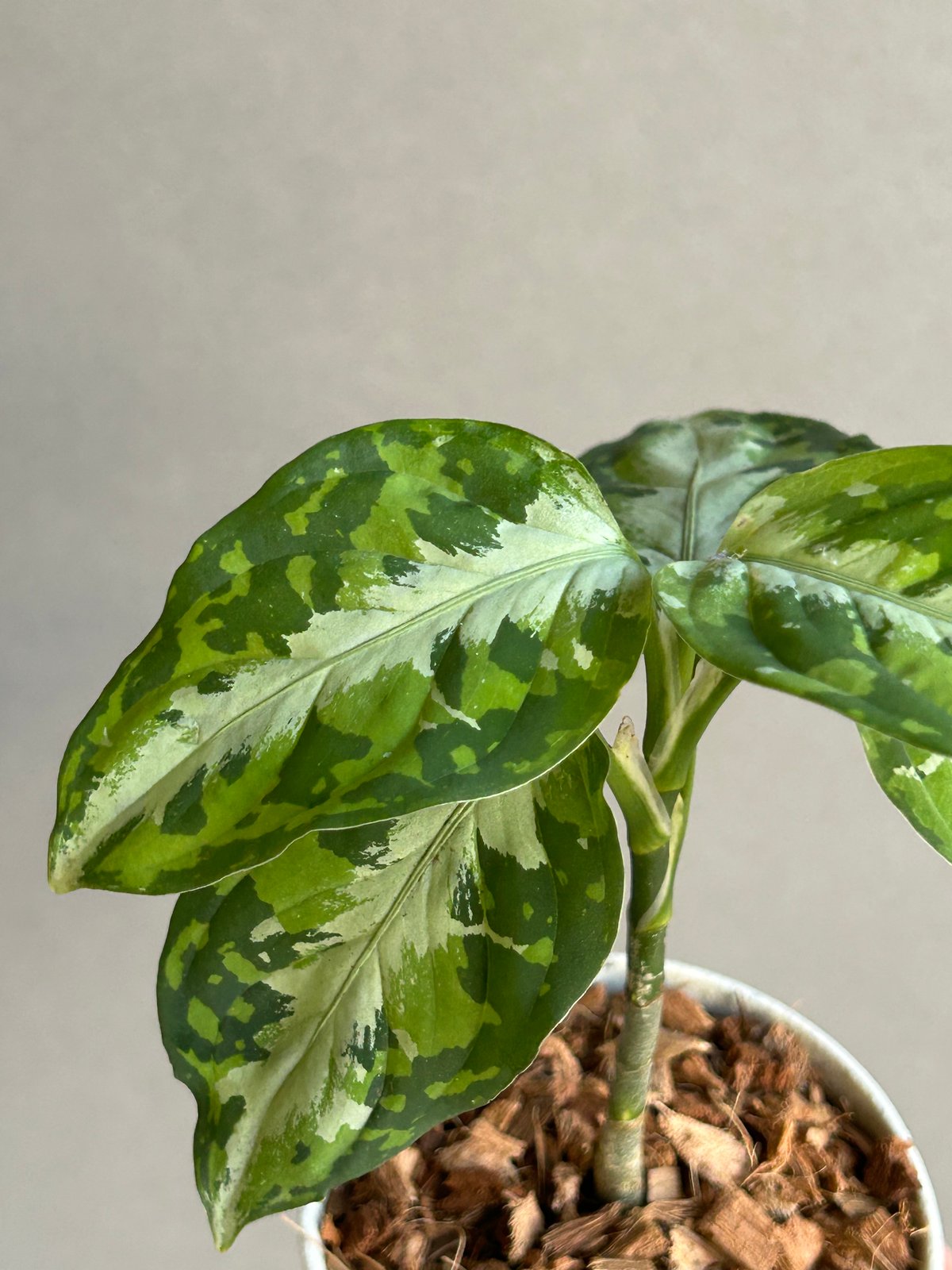 アグラオネマ ピクタム トリカラー + ground「Aglaonema pictum tri