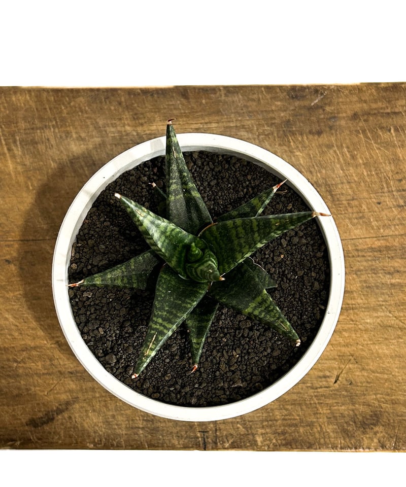 サンセベリア ブラック ダイヤモンド「Sansevieria Black Diamond」3/