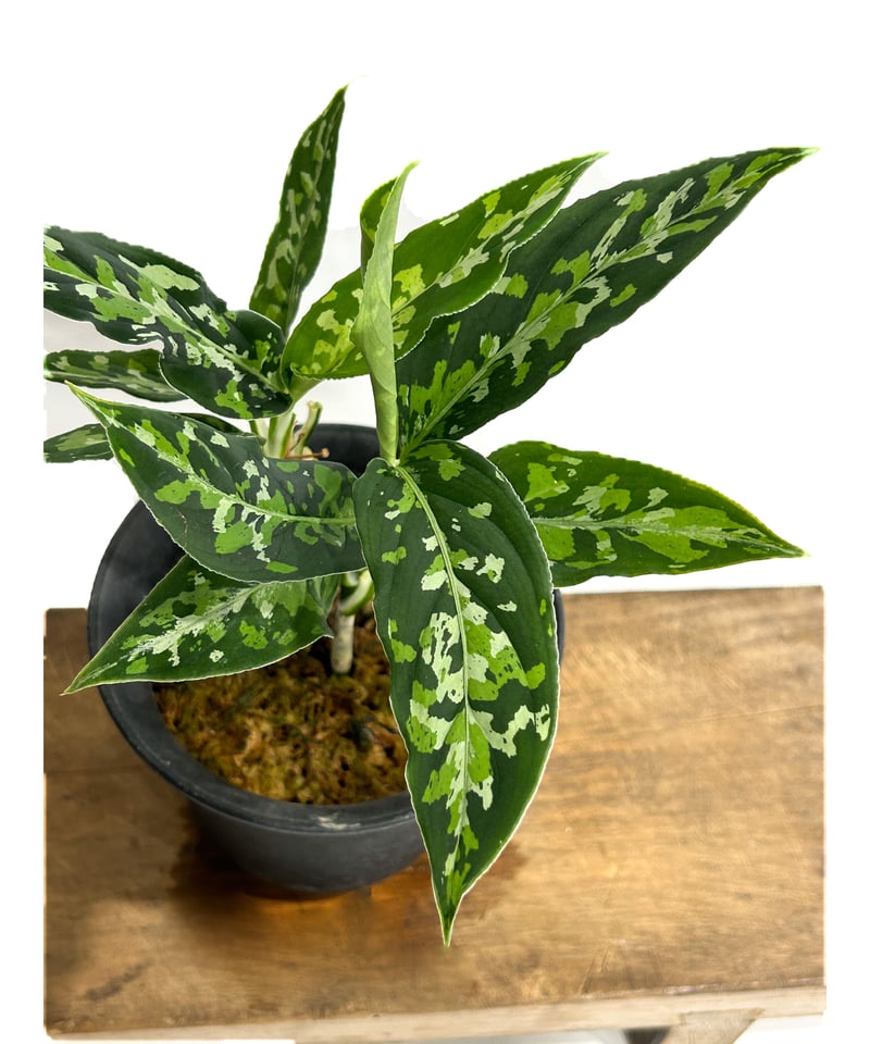 私のオリジナルタグお付けしますAglaonema pictum 【AZ0322-1b】 アグラオネマ ピクタム