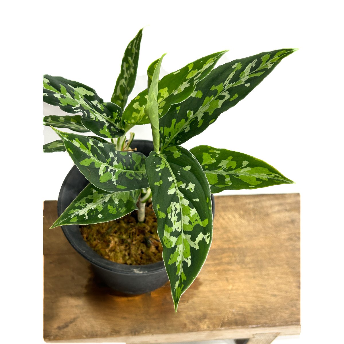 アグラオネマ ピクタム トリカラー「Aglaonema pictum tricolor」6/1...