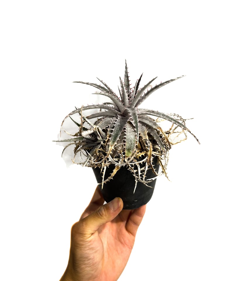 ディッキア Dyckia ML var. Walter Kranz ⑴ ディッキア：Dyckia ('Toothy' x 'Richard Kaz') x 'Silver Star