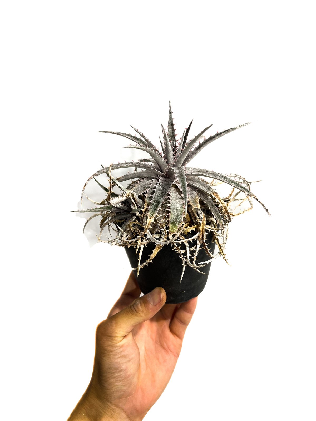 ディッキア ワーレン×マーキュリー「Dyckia Warren × Mercury」9/24