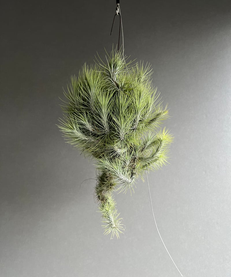 ティランジア フンキアナ クランプ 「Tillandsia funckiana clump」2