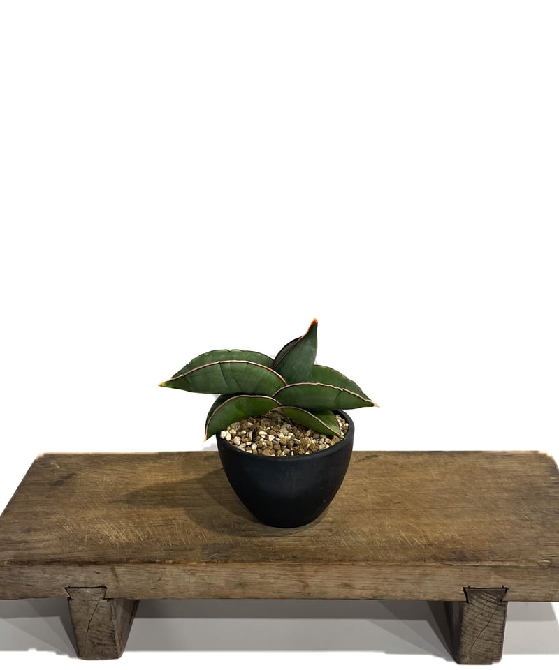 サンセベリア エーレンベルギー バナナ 「Sansevieria ehrenbergii Ba