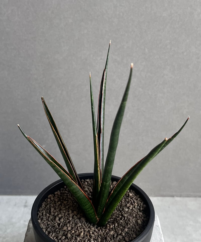 サンセベリア ブラック カラバオ 「Sansevieria Black Carabao (by