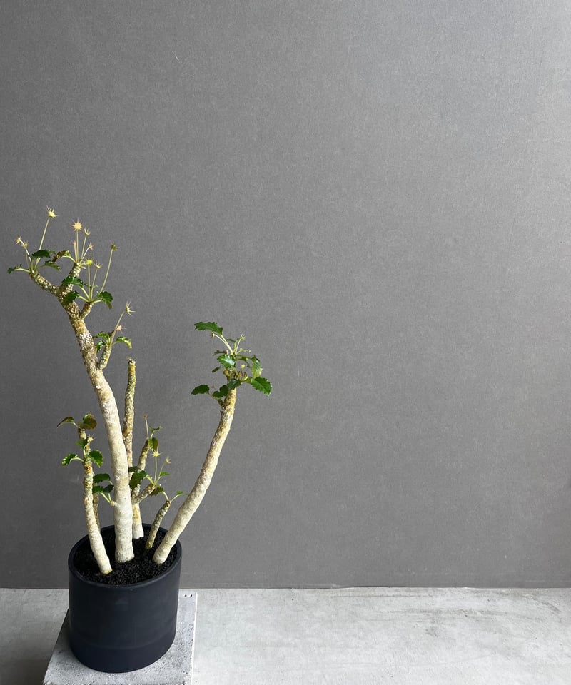 ドルステニア ジプソフィラ x ホルウッディ「Dorstenia gypsophila x h