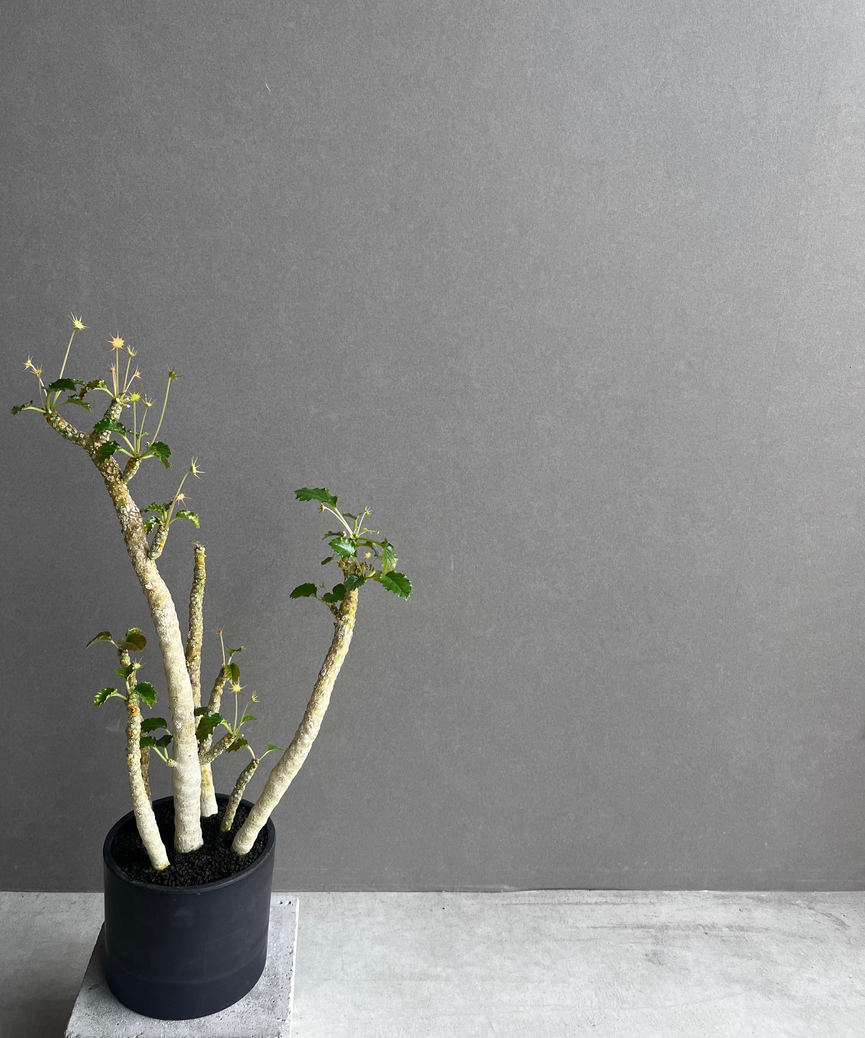 ドルステニア ジプソフィラ x ホルウッディ「Dorstenia gypsophila x h