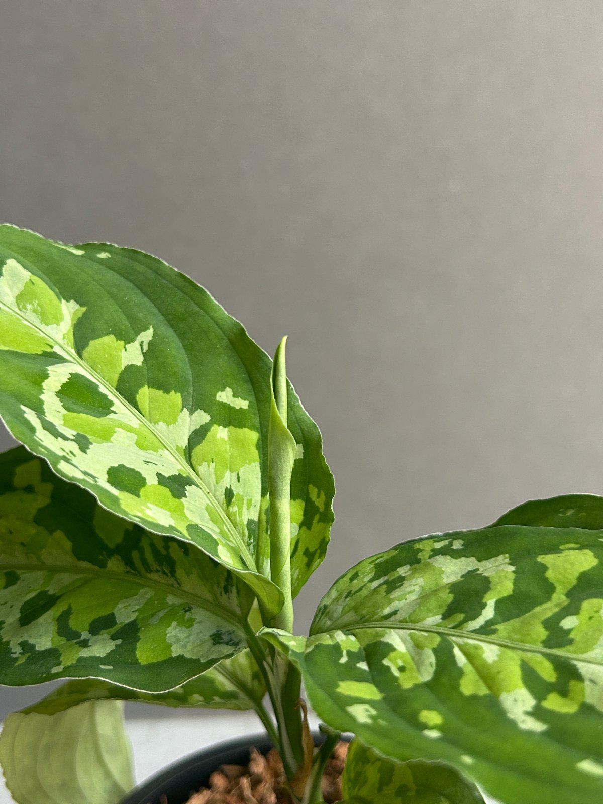 アグラオネマ ピクタム トリカラー 「Aglaonema pictum tricolor 」1