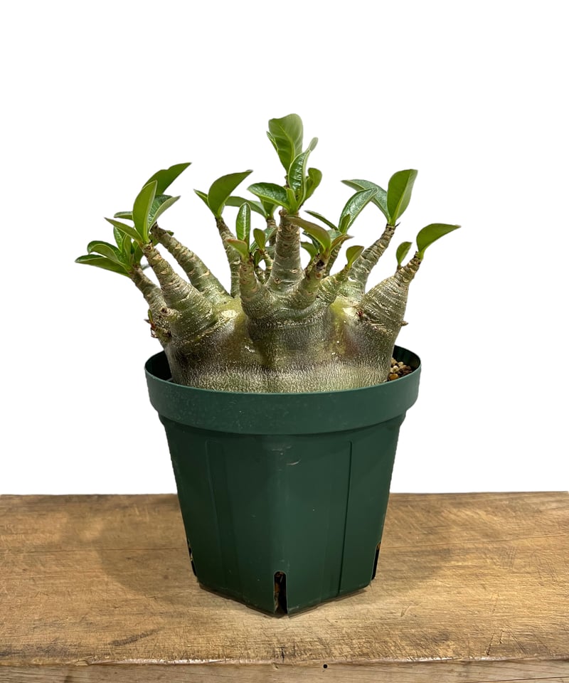 アデニウム アラビカム スーパー ドワーフ “ブラック”「Adenium