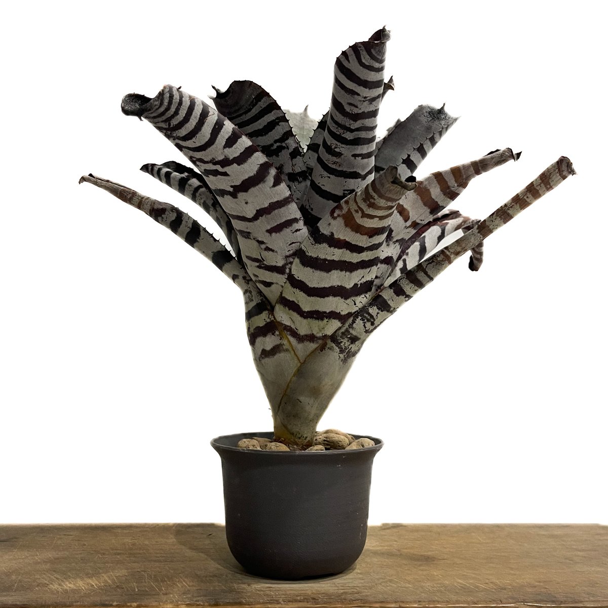 エクメア チャンティニー ブラック セレクト「Aechmea chantinii Black