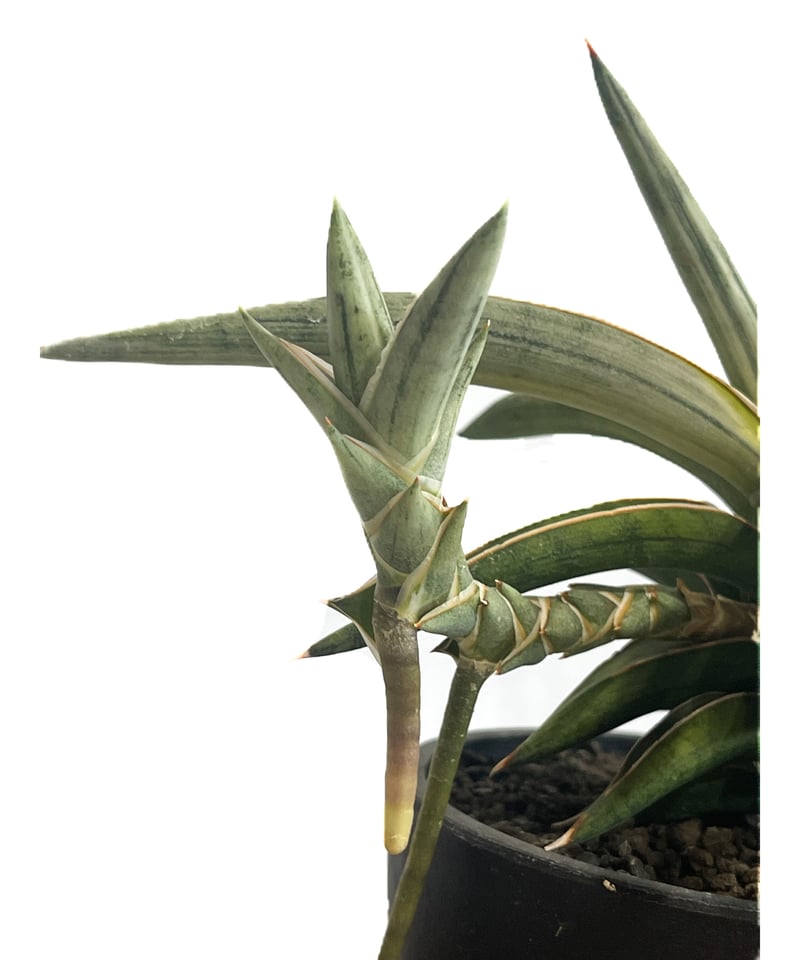 サンスベリア ラブラノリス 1970 White aurea サンスベリア