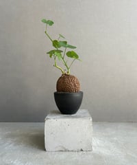 ボスウェリア サクラ (実生苗)「 Boswellia Sacra」4/12-279 | SH