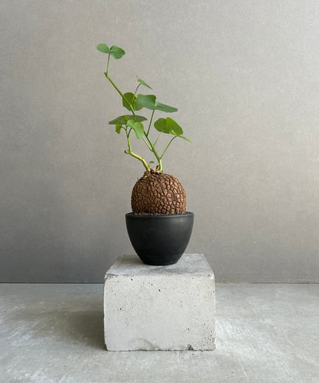 塊根植物・コーデックス banksyKF04 塊根植物（コーデックス）の魅力｜mofmof7