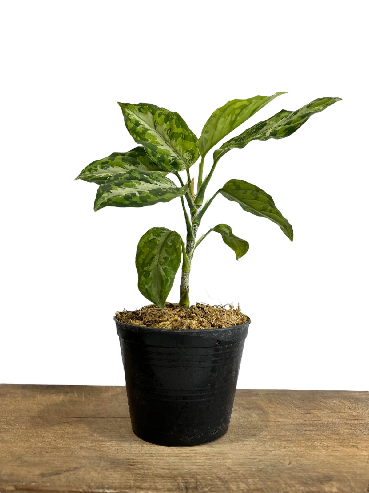アグラオネマ ピクタム トリカラー「Aglaonema pictum tricolor アグラオネマ ピクタム トリカラー「Aglaonema pictum tricolor