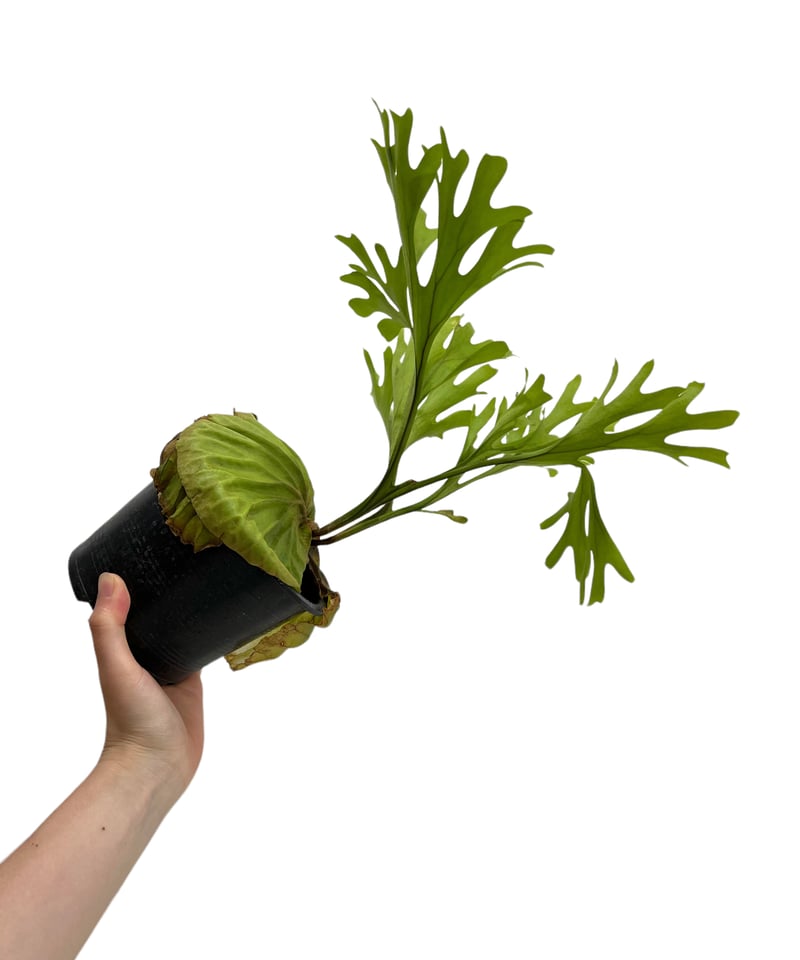 ビカクシダ・リドレイ 焼杉板付 Platycerium ridleyi 楽天市場】【観葉