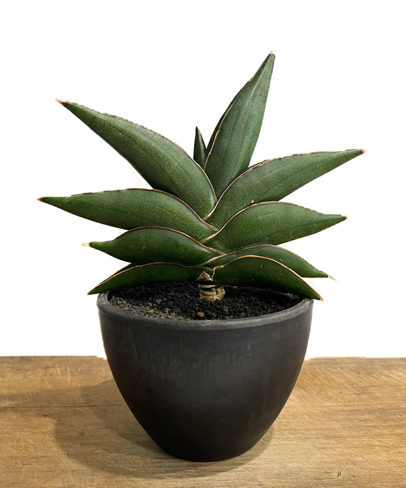 サンセベリア サワディー 「Sansevieria Sawasdee」27C-2 | SHOU サンセベリア サワディー 「Sansevieria Sawasdee」27C-2 | SHOU