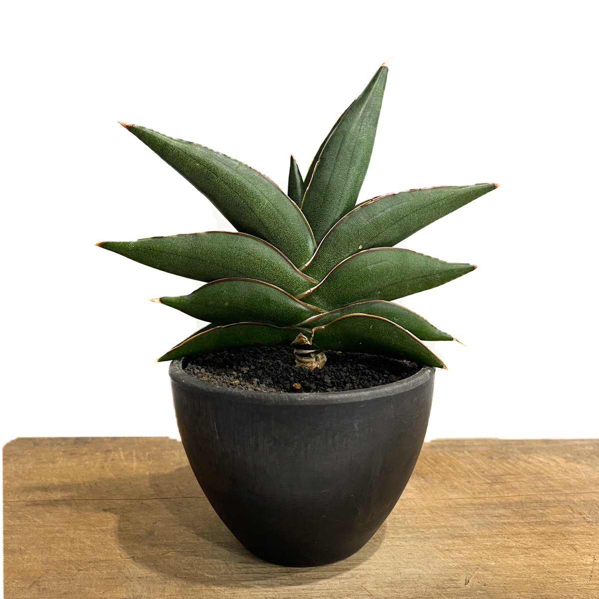 EMP サンセベリア サンディー San Dee / ※2枚目以降SA320 fit=scale-down,w=1200