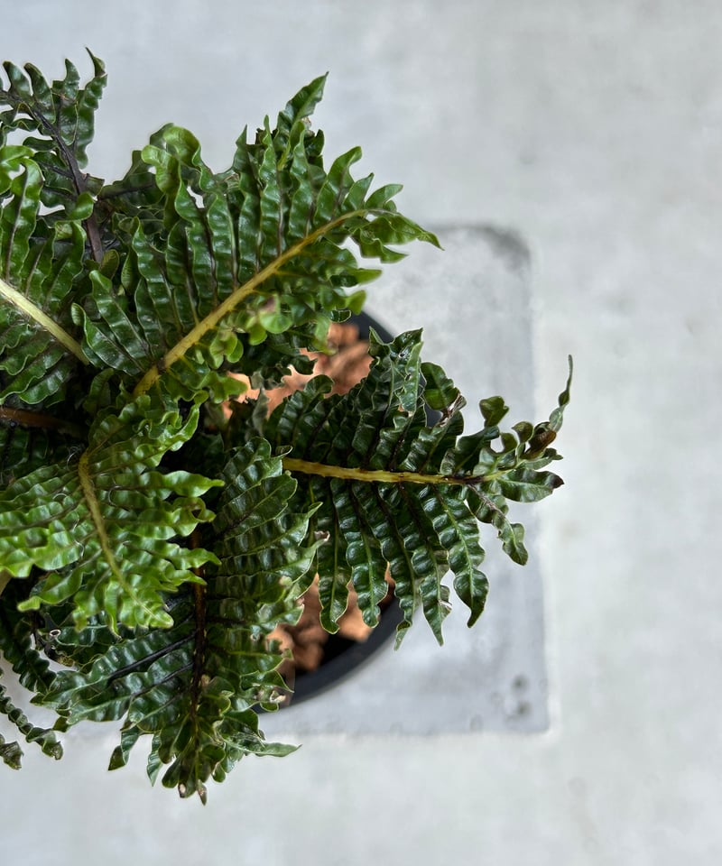 ブレクナム ギッバム ドワーフ ブレクナム ギッバム ドワーフ 「Blechnum gibbum Dwarf 」24E