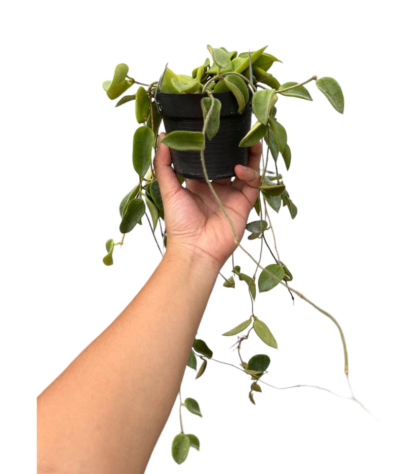 花座ありホヤ極美株超大苗トムソニーピンクHoya thomsonii pink