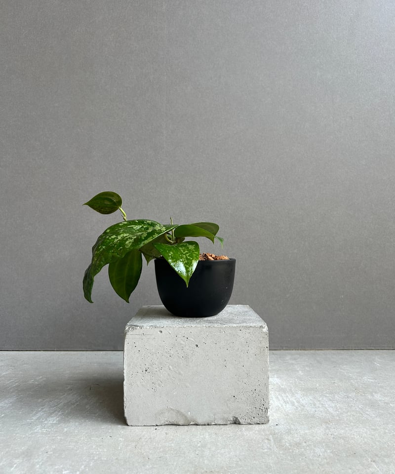 1124＊Hoya ＊ ホヤ＊latifolia＊silver ＊ラティフォリア ホヤ ラティフォリア スノー クイーン 「Hoya latifolia Snow Queen」