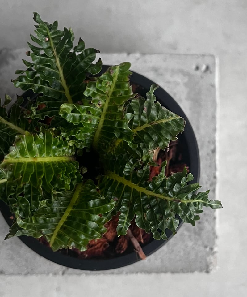 ブレクナム ギッバム ドワーフ 「Blechnum gibbum Dwarf 」90C | S