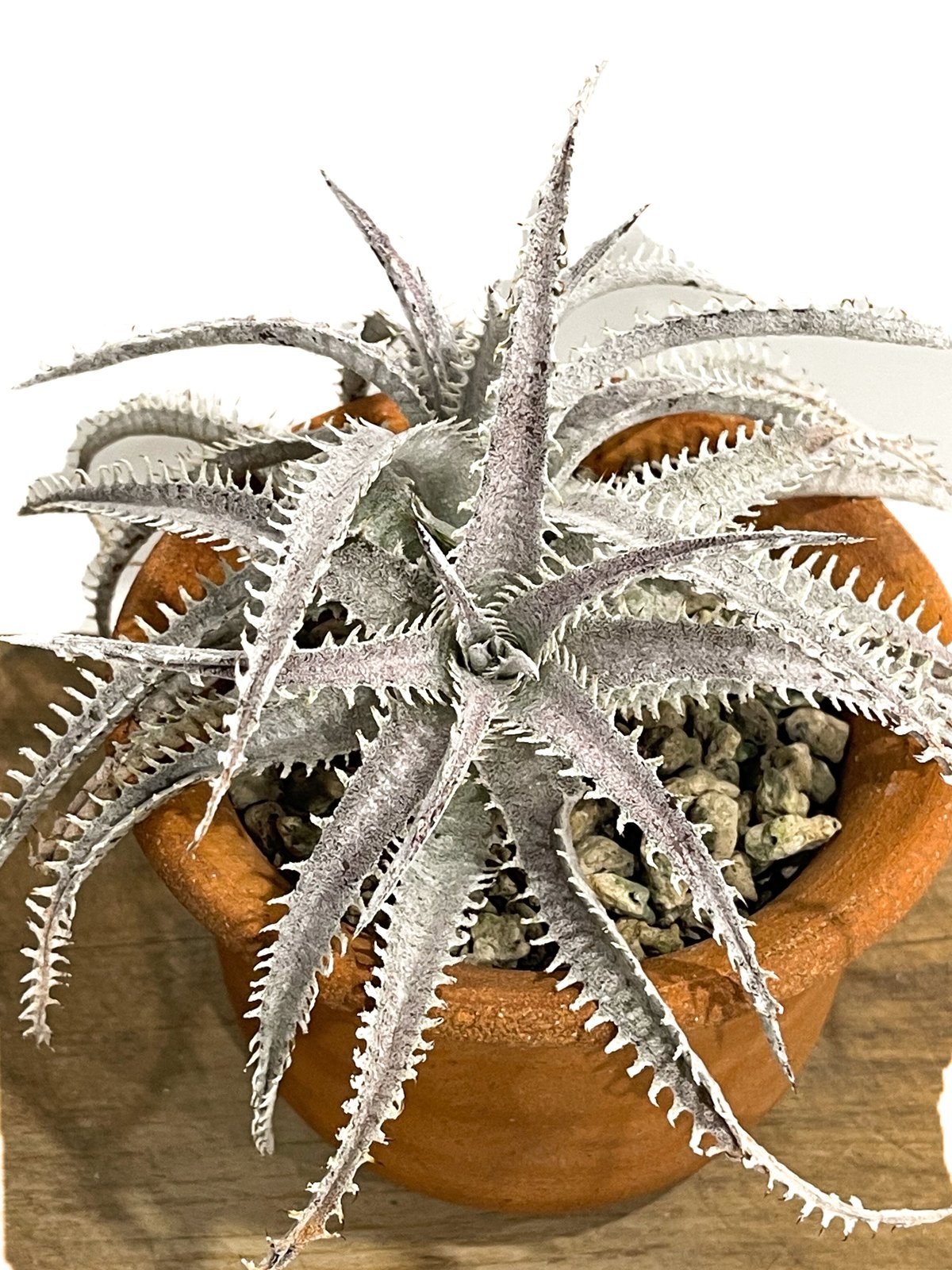 ディッキア ハイブリッド 「Dyckia Hybrid」18E-2 | SHOUCHIKUEN