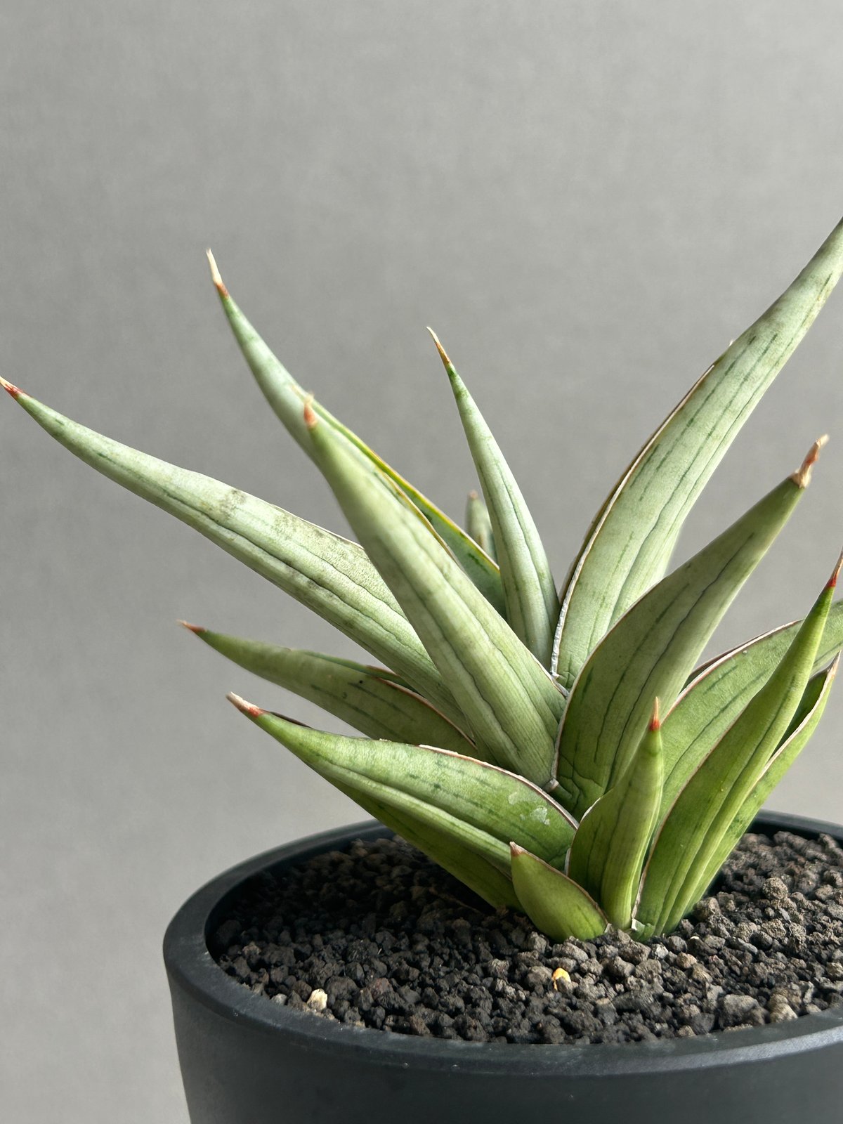 GP Sansevieria Bua Kao サンセベリア ブア カーオ サンセベリア ブア カーオ「 Sansevieria Buakaw(by Unyamanee