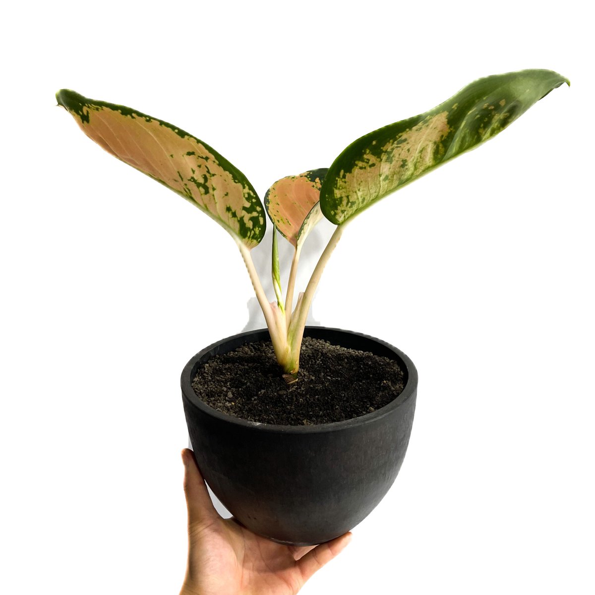 アグラオネマ スターバックス「Aglaonema Starbucks」3/23-199